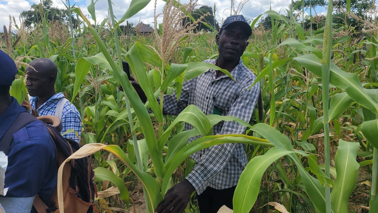 thiving maize field with man standing in the middle